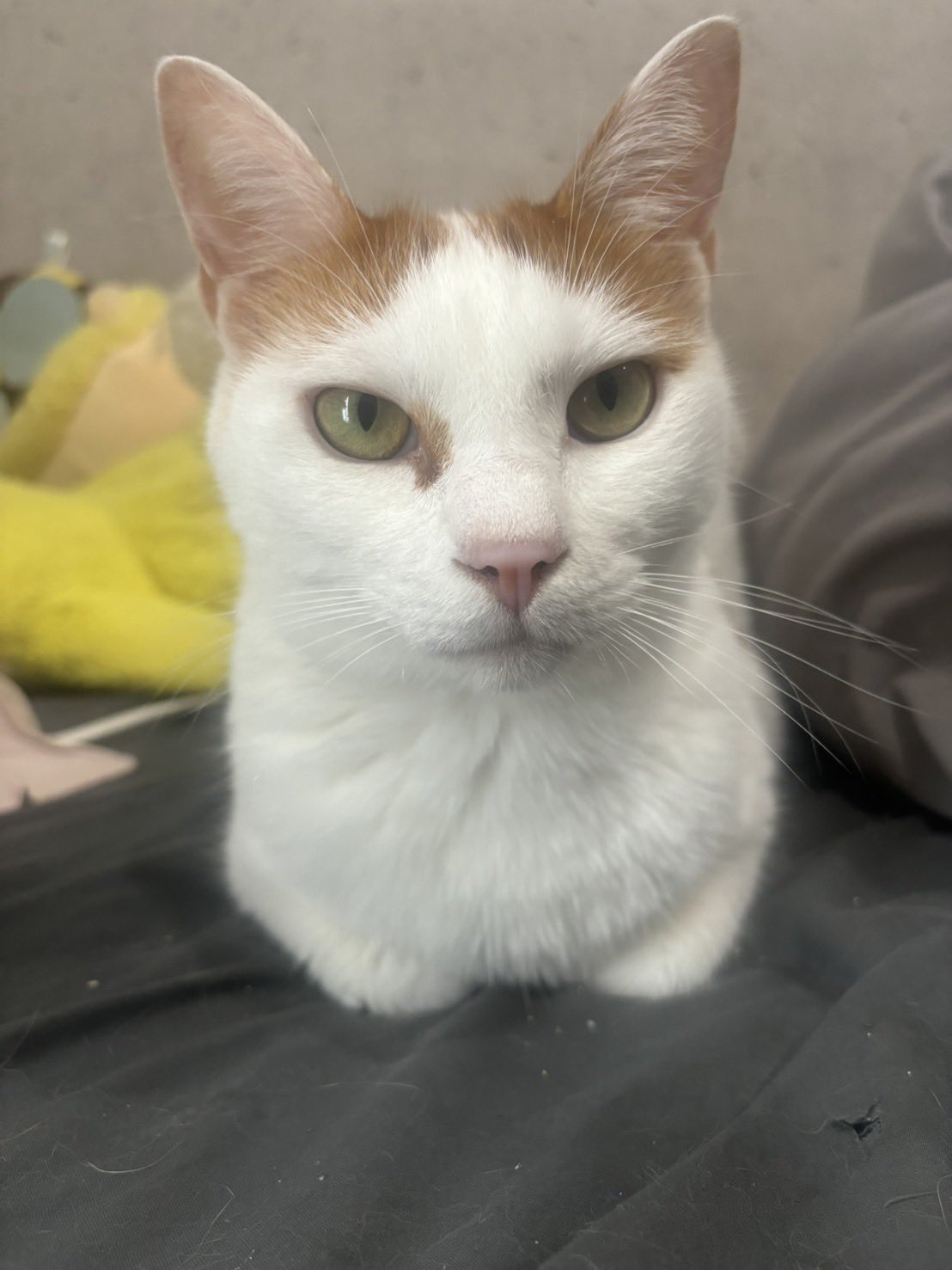 しろねこ様 しろねこ様