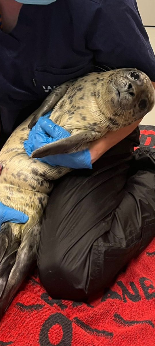 ゆき🐾🐾🐾🌈✨🐶🦭💓 tweet media