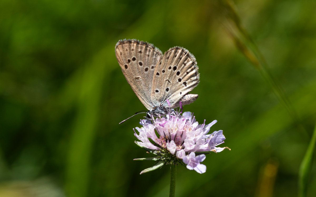 jpcancela1's tweet image. On Wednesday we finished our Spanish Pyrenees Tour with 64 species seen in Aisa and Hecho Valleys and two very special butterflies: Mountain Alcon Blue and Great Sooty Satyr. In total, 113 species seen in 7 days of tour which is amazing!
