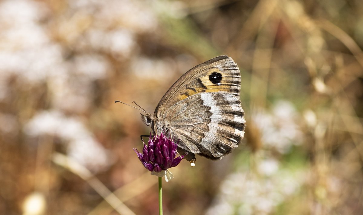 jpcancela1's tweet image. On Wednesday we finished our Spanish Pyrenees Tour with 64 species seen in Aisa and Hecho Valleys and two very special butterflies: Mountain Alcon Blue and Great Sooty Satyr. In total, 113 species seen in 7 days of tour which is amazing!