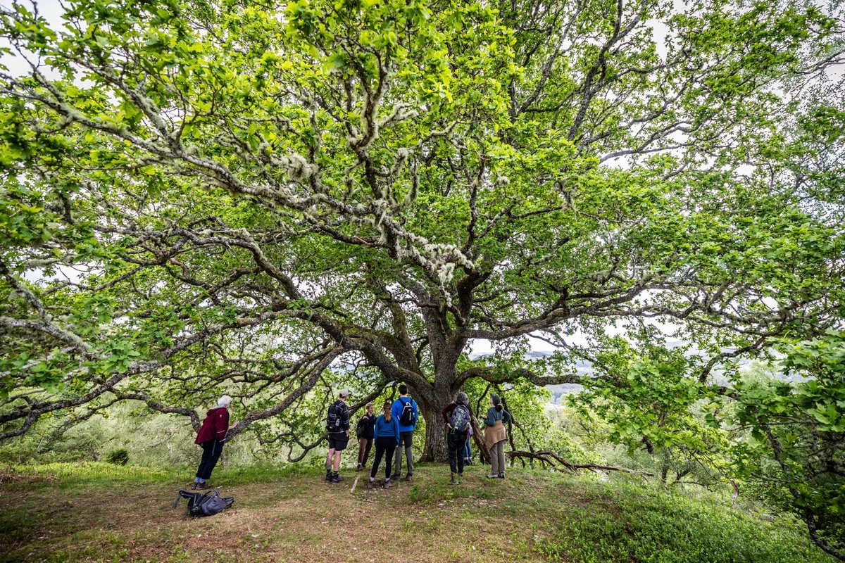 treesforlifeuk's tweet image. From place-names to path names, stories to songs, centuries of Gaelic culture are woven into the hills and forests of Glenmoriston. 🌲
The Gaelic word dùthchas captures it all: belonging, responsibility, and a deep-rooted connection to nature. As we restore Scotland’s wild…