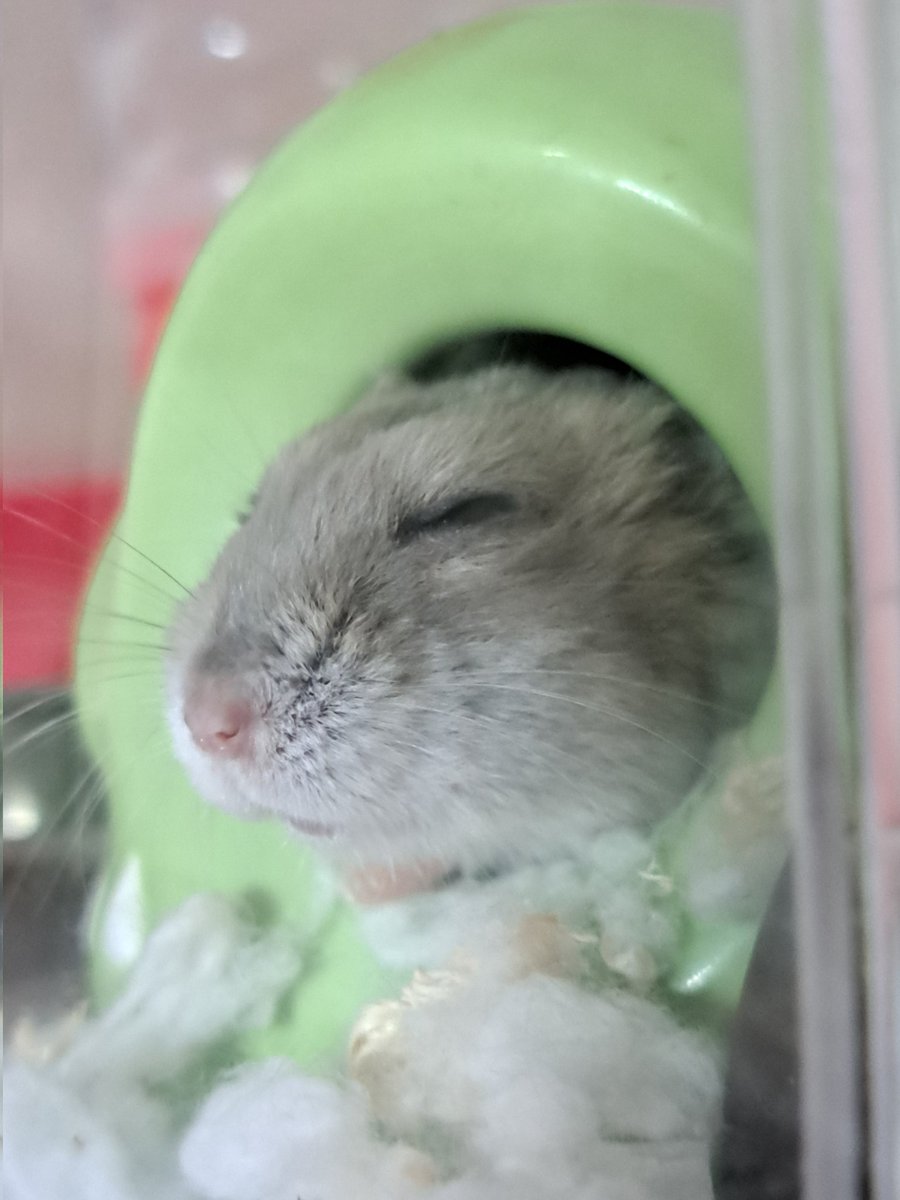 0426_mie's tweet image. 週末でちよ🐹ニンゲン、おちごとお疲れ様でち🐹
アタチは毎日自室警備員で忙し忙し🐹💦