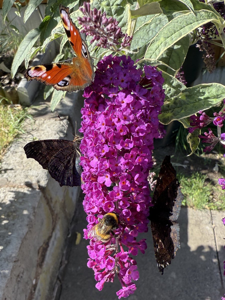I’m noticing a lot more butterflies, beetles and bugs this year, anyone else?