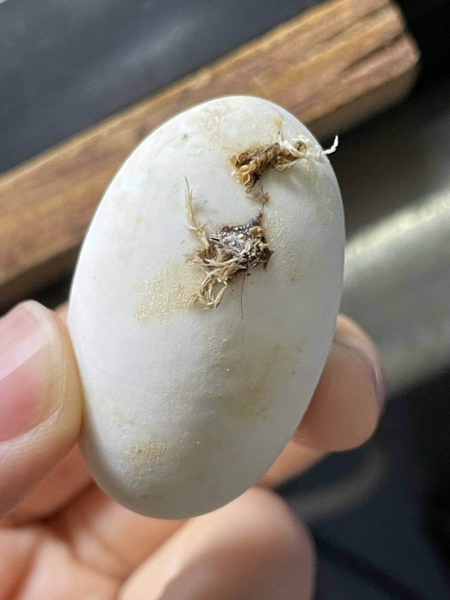 セマル卵、湿度が高かったのか割れちゃった。
中は元気そうだからあと10日くらい頑張って