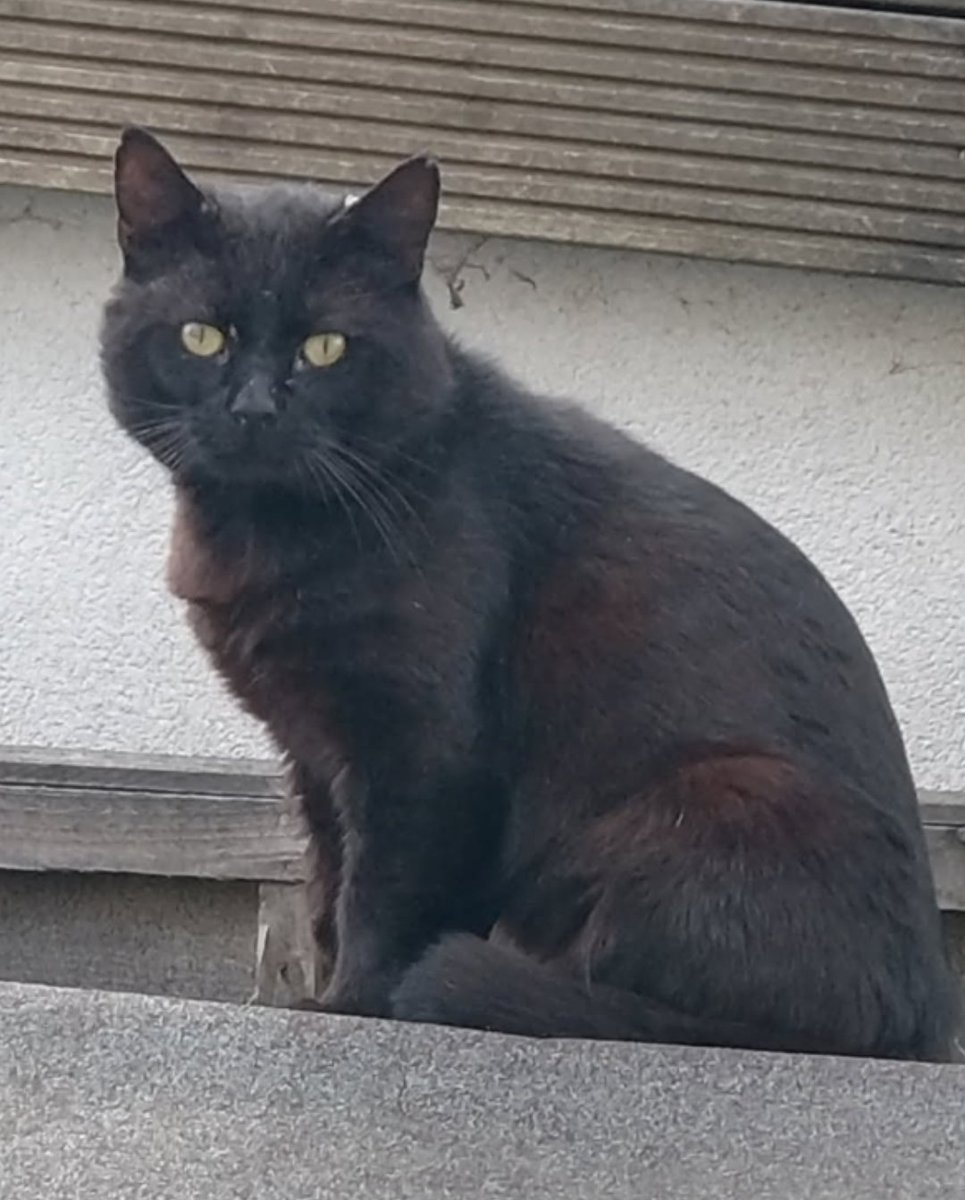 🚨 Do you recognise this cat? 🐾
Black male cat with ragged ears. Showing up hungry in a local garden (seen since Nov). 
No owner has come forward — could he be a stray?
If you have any info:  ✉️enquiries@bromley.cats.org.uk &amp; reference Welfare 067 or text/call 07833496423.