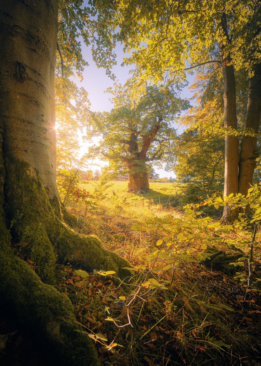 DamianShields1's tweet image. Cadzow Oak #Scotland #Hamilton #Chatelherault #Lanarkshire damianshields.com