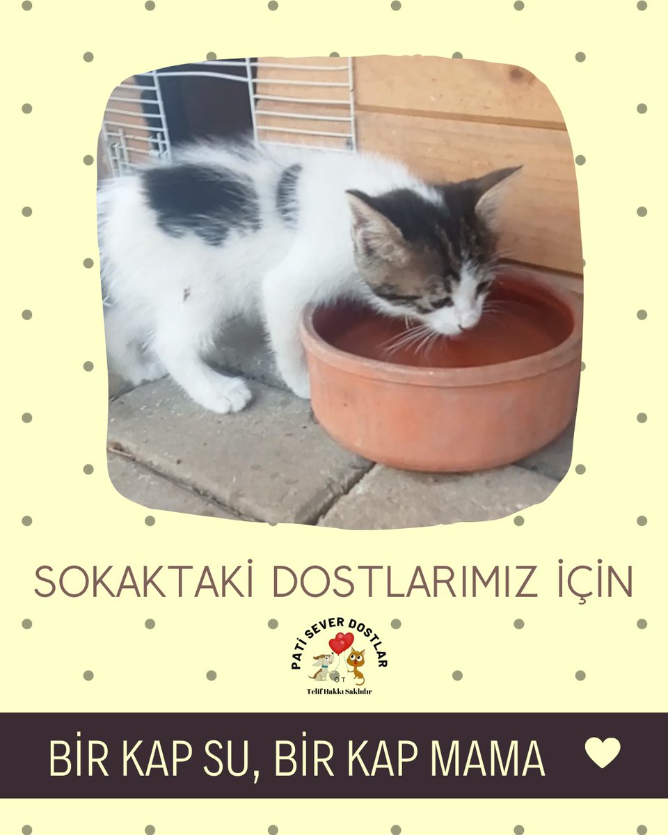 📌Sıcaklıklar mevsim normallerinin üzerinde, Lütfen kapı önlerine, kırsallara su bırakmayı ihmal etmeyin. Özellikle diyabet, böbrek yetmezliği gibi kronik rahatsızlıkları olan kedi ve köpeklerin susuz kalmamasına daha da dikkat edilmelidir. Bir köpeğin ortalama günlük su ihtiyacı