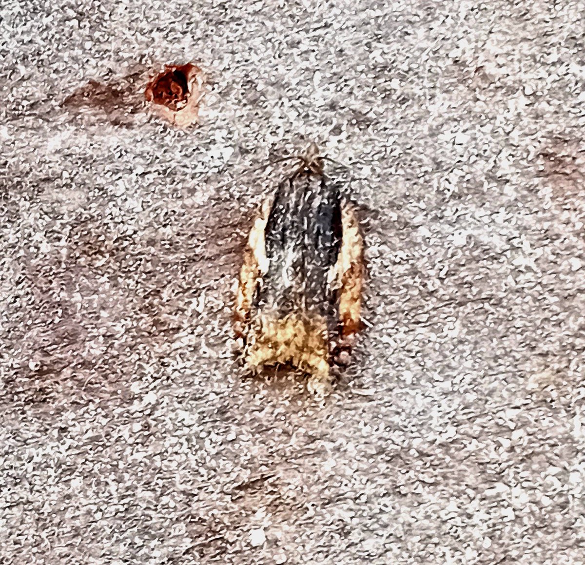 A couple of nice torts from new romney last night: the 3rd area record of Apotomis lineana &amp; 6th area record of Acleris umbrana