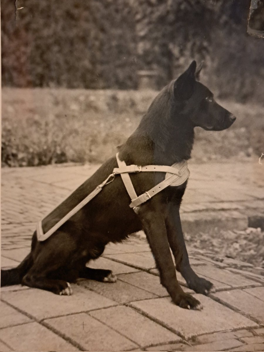 Waarom zie je tegenwoordig bijna alleen retrievers als geleidehond. Vroeger zag je veel meer herders die blinden begeleidden #geleidehond #herder /jaren'50
