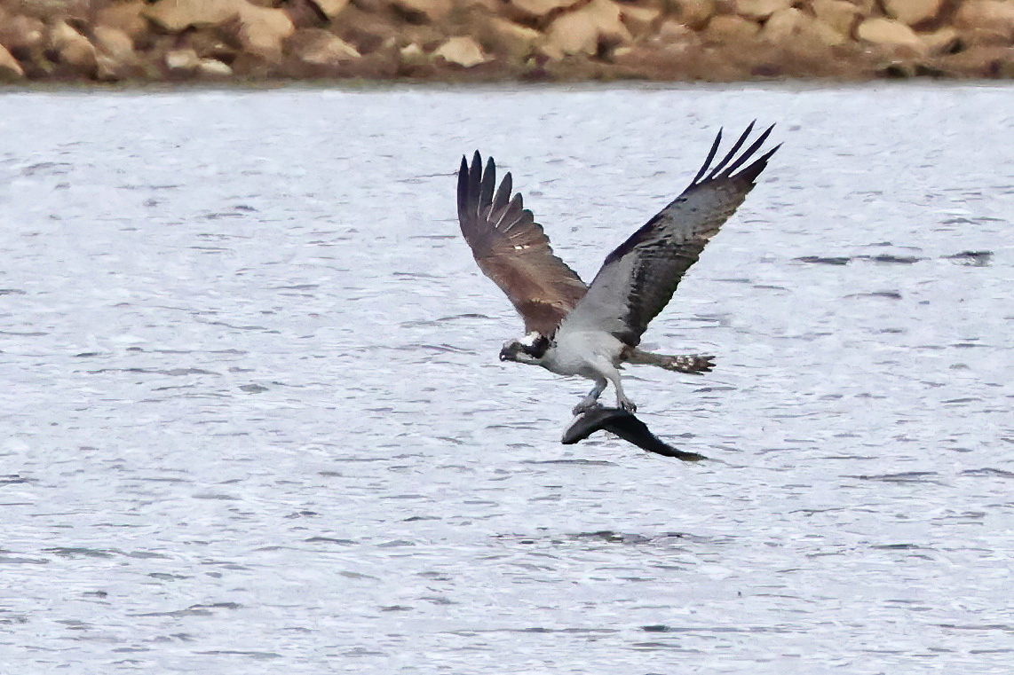 Adult Osprey with fish at Rutland.