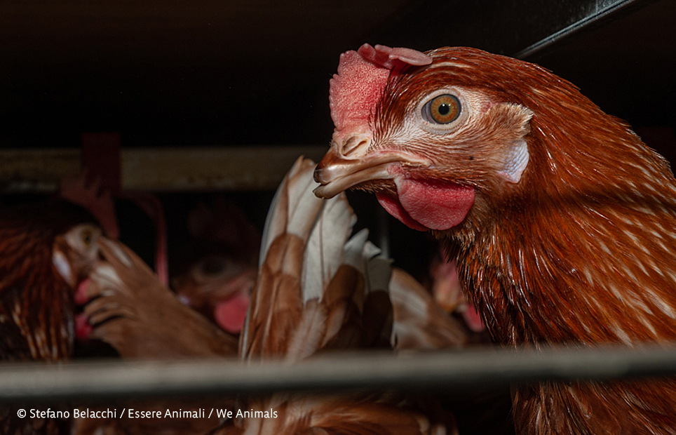 AnimalLawEurope's tweet image. 🇨🇭 @AliceDiConcetto is quoted in @voxdotcom on a new Swiss law requiring animal products to disclose cruel production methods.
🛒 She says restaurants & stores, rather than consumers, may shun such products to avoid negative association.
🔗 More → tinyurl.com/3zyysbmp…