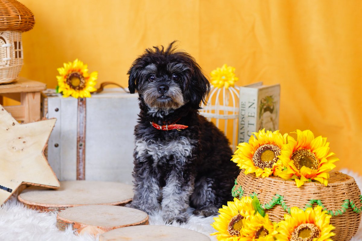 nuaaaaaan's tweet photo. あーかわいい。
モデル犬みたいだわああああああ
この前の撮影データ届いて幸せですわ
可愛すぎてグッズ化したいわ。
#犬のいる幸せ 
#犬好きさんと繋がりたい 
#犬のいる暮らし 
#フォトレコペット
#ちわぷー https://t.co/0H3t5Z3FoQ