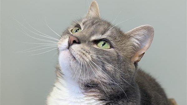 Battersea_'s tweet image. Active cats can quickly become exhausted and dehydrated, so try to encourage a slower pace on hot days. Got a curious cat? Pop a couple of ice cubes on the floor for some cool, paws-on enrichment. 🧊🐾