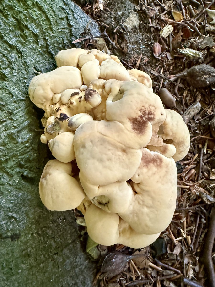 Immature giant polypore. Pics taken 3 days apart.