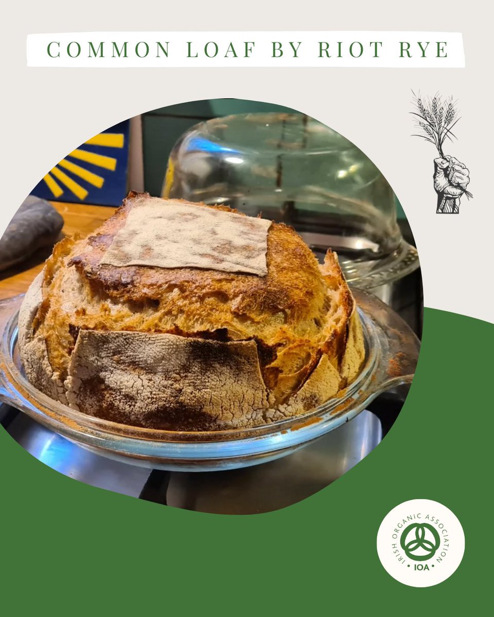 Meet the Common Loaf by IOA Member @riotrye

The Common Loaf! 
For the full method and ingredients list visit our instagram or Facebook page. 

#demandorganic #organic4everyone
