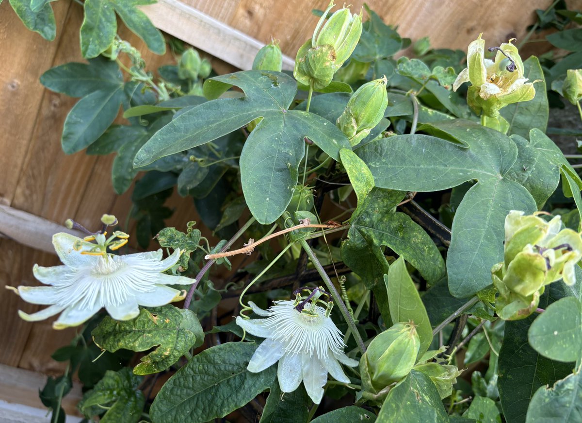 NoniSturge's tweet image. Have a beautiful day everyone. Lots of smiles ☺️
📷 Passiflora in the garden this morning 🥰
