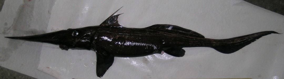 NRF_SAIAB's tweet image. #LostSharks | Day 2
The Paddlenose Spookfish (Rhinochimaera africana) was the first species Dr. Dave Ebert ever described — discovered in 1986 off Doring Bay, SA, and named in 1990.
It had been misidentified as a more common species until studied closely.