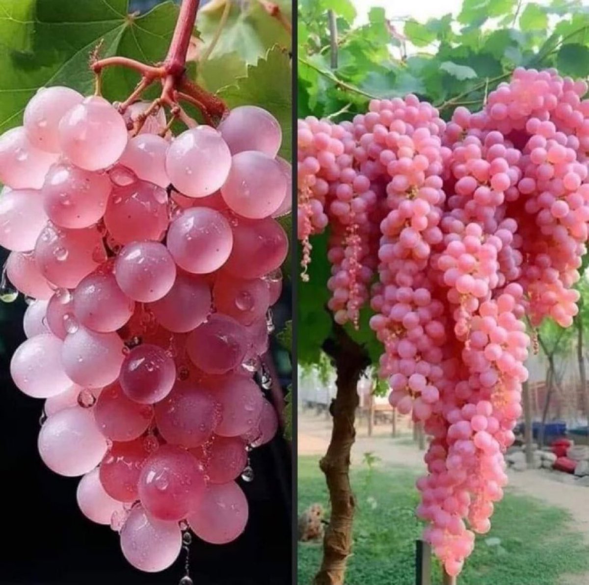 Pink koshu grapes from Japan