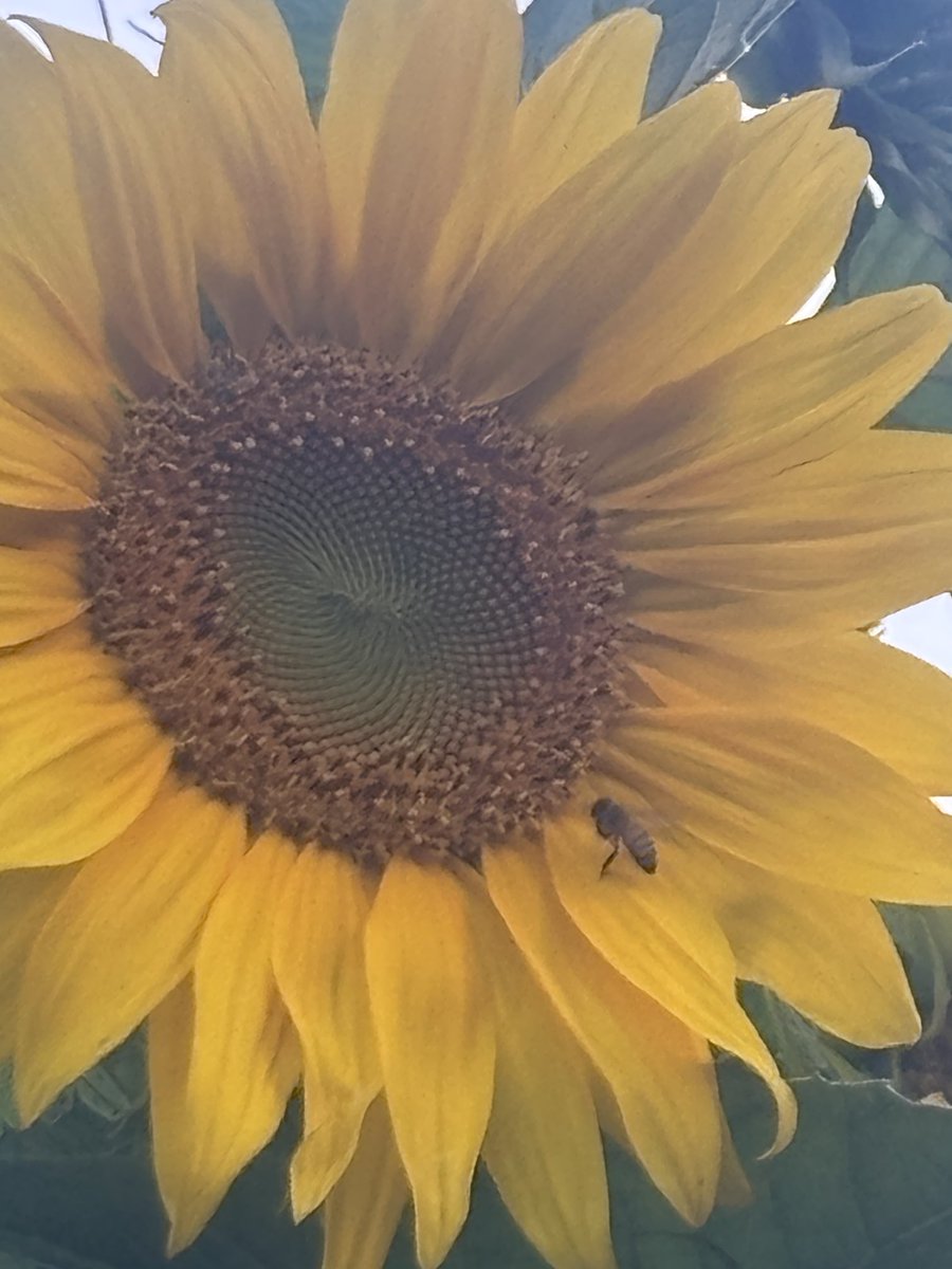 This is a giant sunflower located on Missouri and Sawtelle in West LA.