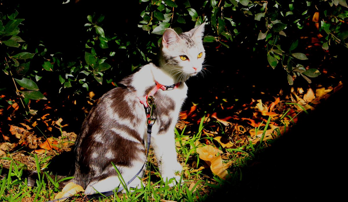 wombatwalking's tweet image. Diary of a cat servant: Today's #FlashbackFriday is to a tiny Ella enjoying one of her earliest #hedgewatch shifts. She still loves her shifts but winter means more are DUVET shifts at the moment.