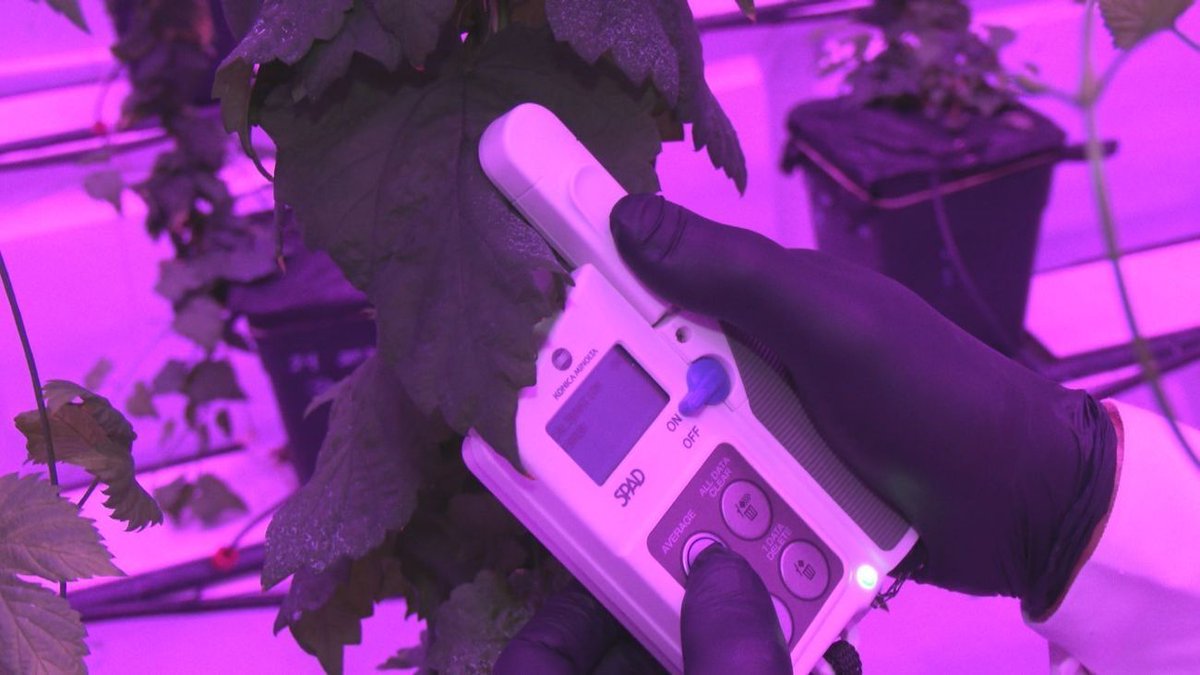 Tres Cantos cuenta con la única empresa en el mundo que cultiva lúpulo de cerveza indoor telemadrid.es/programas/madr…