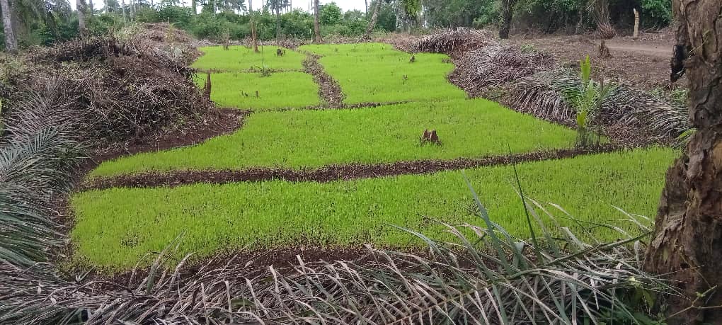 David Moinina Sengeh (@dsengeh) on Twitter photo Last season, with the chiefs and community of Futa and Pejeh in Pujehun, we had the largest continuous IVS farm in the region. We're nursing new breeds from SLARI now to plant ~150 acres. President <a href="/julius_maadabio/">Julius Maada Bio</a> is clear on his #FeedSalone vision. Together #WeAreDelivering Last season, with the chiefs and community of Futa and Pejeh in Pujehun, we had the largest continuous IVS farm in the region. We're nursing new breeds from SLARI now to plant ~150 acres. President <a href="/julius_maadabio/">Julius Maada Bio</a> is clear on his #FeedSalone vision. Together #WeAreDelivering