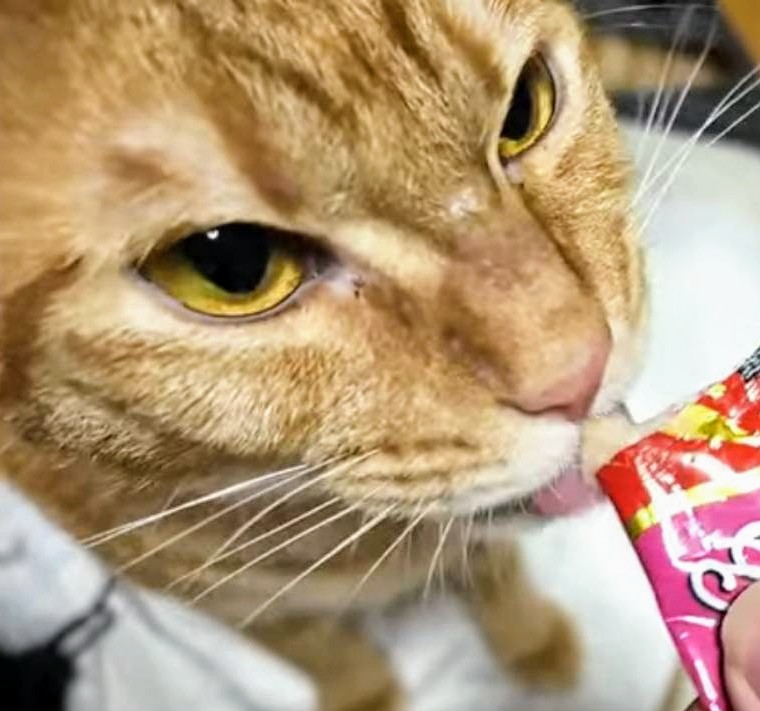 るなびん (@sakunatu39) on Twitter photo ミエルくんのお目々の色がよくわかる1枚😺🤎✨✨
#Miaou  #猫部屋
#保護猫 #茶トラ ミエルくんのお目々の色がよくわかる1枚😺🤎✨✨
#Miaou  #猫部屋
#保護猫 #茶トラ