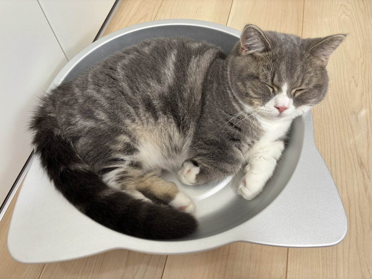 CatDiary125926's tweet photo. だいきち🐈‍⬛夏の猫鍋🌻
どんぐり🐈は一度も入ってくれません… https://t.co/vNDpdDiW1f