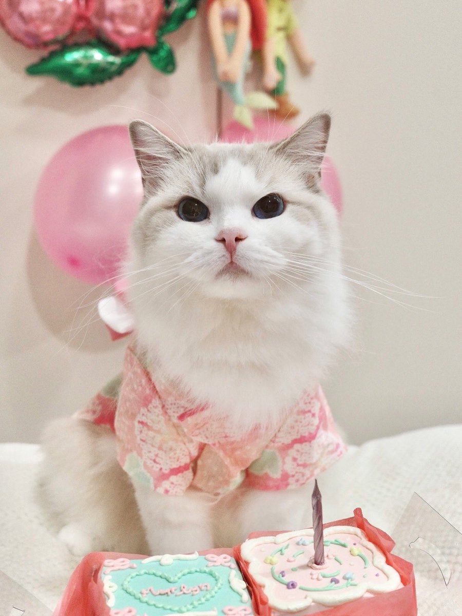 marlowfellow's tweet photo. Still stealing hearts… and snacks. Happy 3rd to Marilyn🎂💖 
#marlyn🦋

.

 #にゃんグラム #cat_features #catdaily #猫 #ねこ #고양이그램 #고양이 #집사 #แมว #แมวแร็กดอลล์ #cat #catlover #ragdoll #ragdollthailand #ragdollcat #ragdolllovers #ragdollofinstagram #ragdollworld https://t.co/SRe9YP87X7