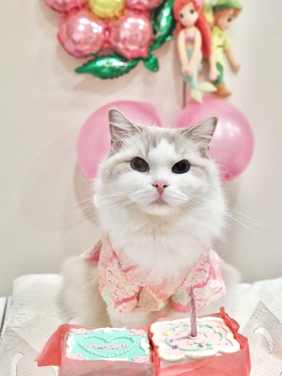 marlowfellow's tweet photo. Still stealing hearts… and snacks. Happy 3rd to Marilyn🎂💖 
#marlyn🦋

.

 #にゃんグラム #cat_features #catdaily #猫 #ねこ #고양이그램 #고양이 #집사 #แมว #แมวแร็กดอลล์ #cat #catlover #ragdoll #ragdollthailand #ragdollcat #ragdolllovers #ragdollofinstagram #ragdollworld https://t.co/SRe9YP87X7