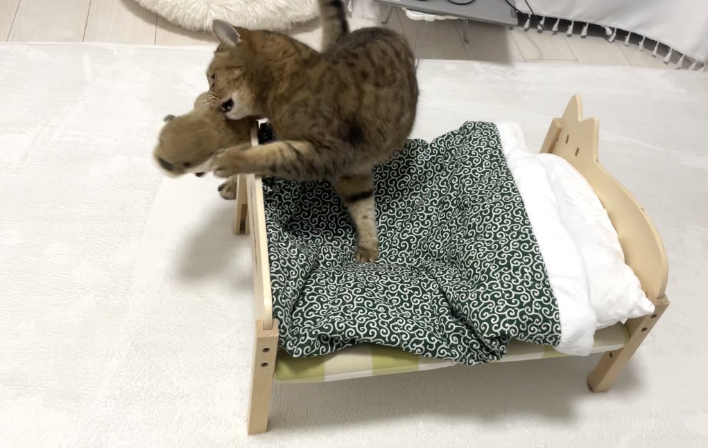 MiniraDiary's tweet image. 自分の寝床を占領する者はぬいぐるみだろうと許さないらしい4コマ