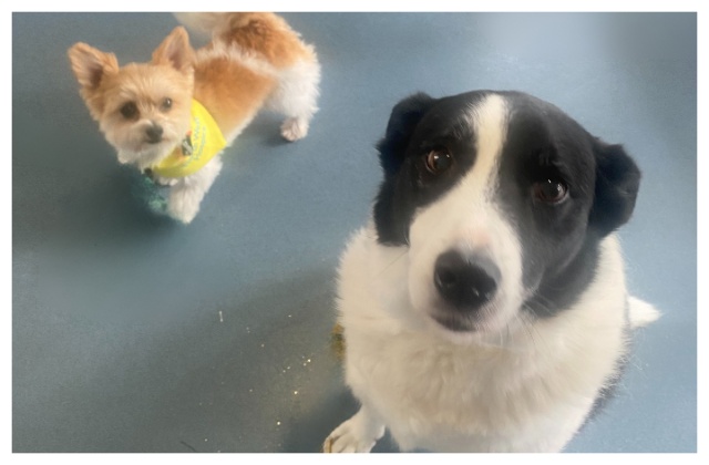 HSE_West_NWest's tweet image. Dog therapy volunteers Alfie and George are offering comfort and support to patients at North West Hospice in Sligo. Read their story here bit.ly/4kqA6l7