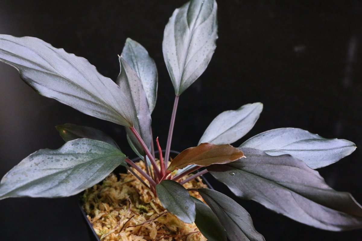 usuke1424's tweet photo. 【Friday's Plantsのお知らせ】
今週も新商品アップします！
今週はジメジメ系大量追加です！！
LAネームドアグラ、交配ホマ、スキスマのジェイド、AZ便のラプラス箱鍵などなど、激アツラインナップ追加です！
是非20時ちょうどにご覧ください(*´ω｀*)

https://t.co/0HePuwmBgx

#アグラオネマ
#LA便 https://t.co/b2Iz4MnAhF