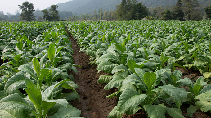 Tobacco seed sales post 12pc increase

Tobacco seed sales for the upcoming season have surpassed last year's figures by 12 percent at this time of year, as preparations for the 2025/2026 tobacco season intensify.

#GetThePicture #ZTNPrime #DSTV294 #Zimbabwe