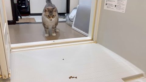 BitStarAcademy's tweet image. ❤️本日のオススメ動画❤️
ねこチャックの日常（@chuck321tv）の動画をご紹介✌️
【ドッキリ】おやつを追いかけた先にお風呂があったら…？🐱
猫たちのリアクションが面白すぎた😂
#猫のいる生活　#ドッキリ　#可愛い
youtube.com/watch?v=MVw7K7…