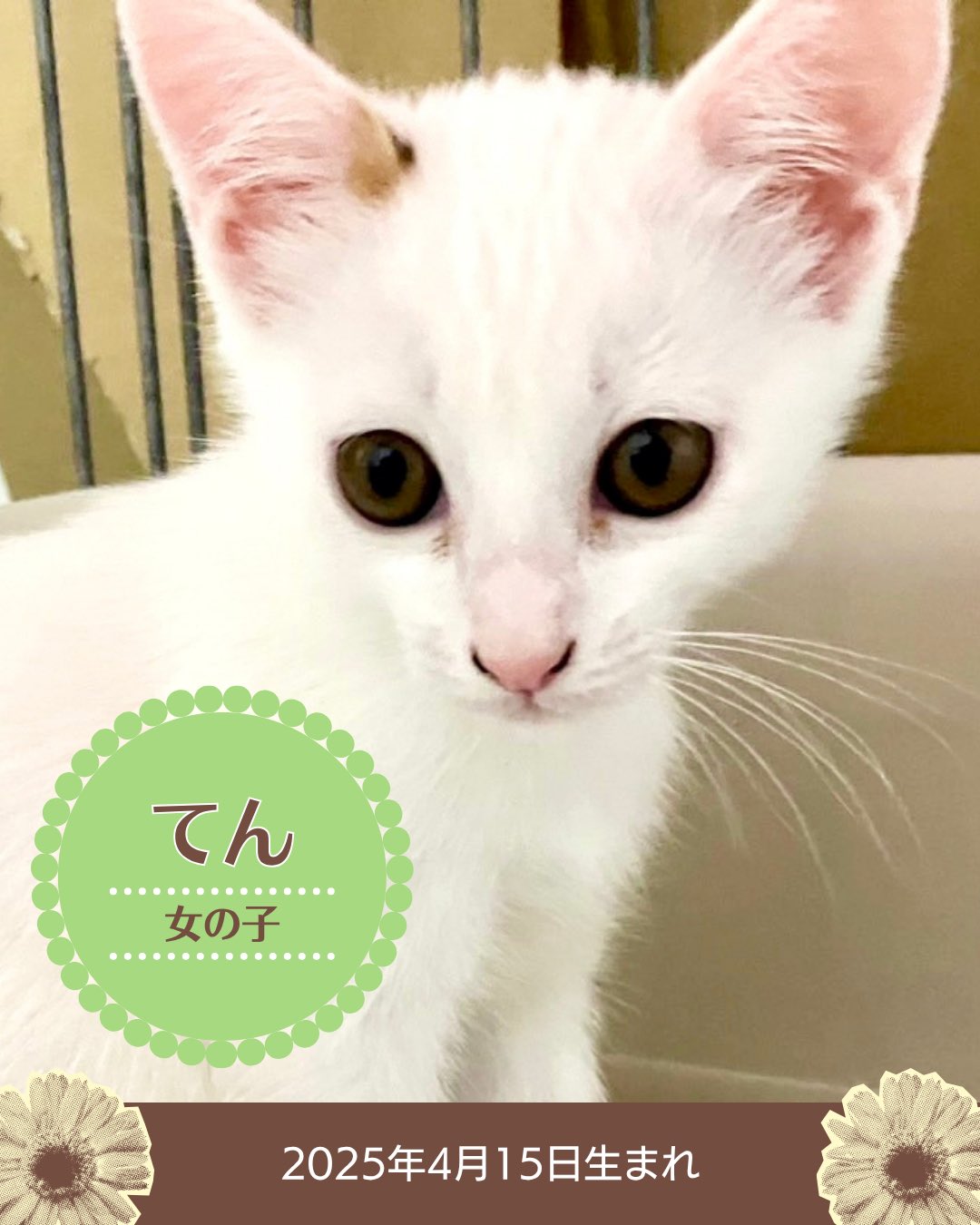 萌猫 JXK SMALL 快递猫2.0 可爱萌宠治愈猫咪模型摆件礼物手办- 拆盒