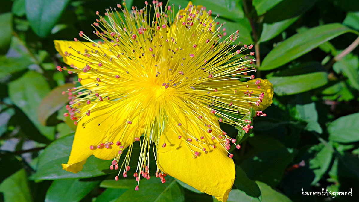 KarenBisgaard1's tweet image. karensnaturephotography.blogspot.com/2025/07/bloomi…
#hypericum #gardenflower #naturephotography