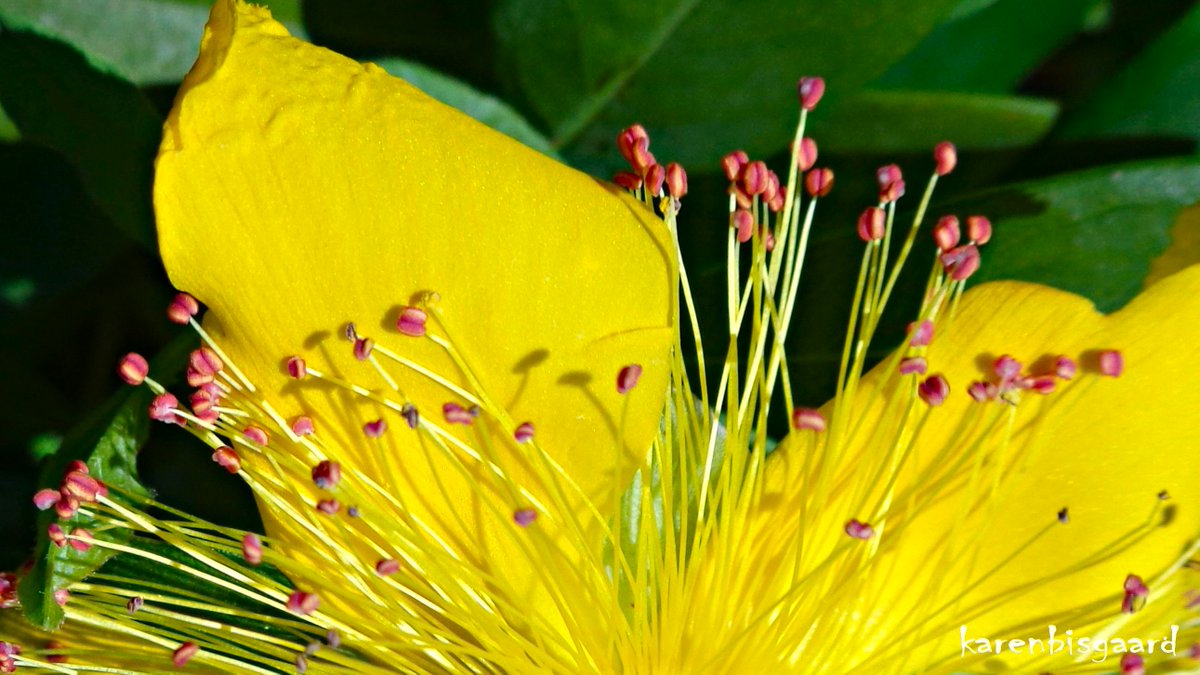 KarenBisgaard1's tweet image. karensnaturephotography.blogspot.com/2025/07/bloomi…
#hypericum #gardenflower #naturephotography