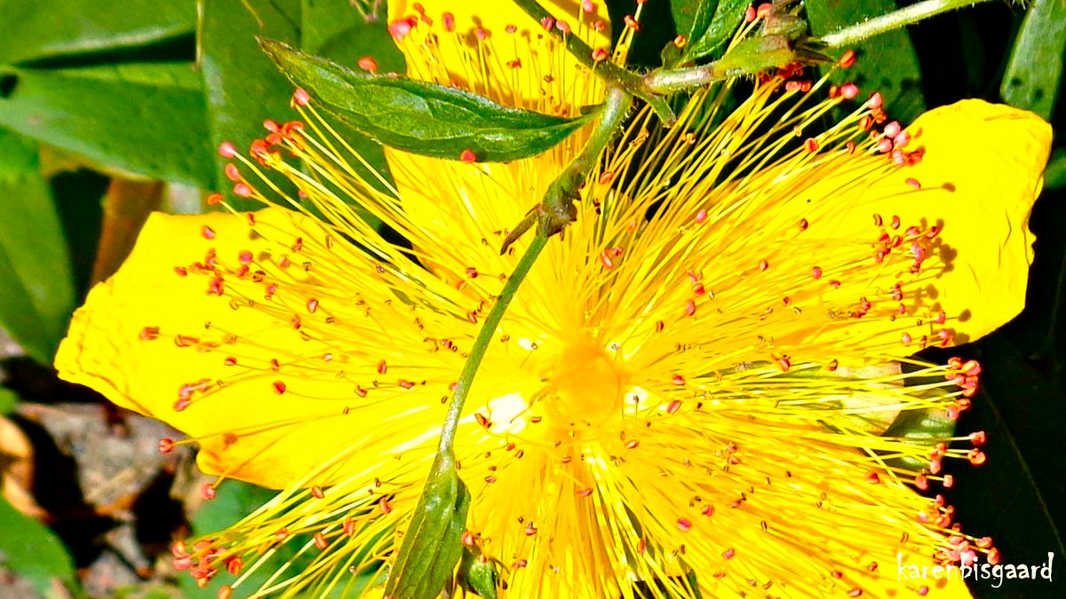 KarenBisgaard1's tweet image. karensnaturephotography.blogspot.com/2025/07/bloomi…
#hypericum #gardenflower #naturephotography