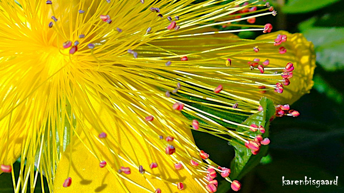 KarenBisgaard1's tweet image. karensnaturephotography.blogspot.com/2025/07/bloomi…
#hypericum #gardenflower #naturephotography
