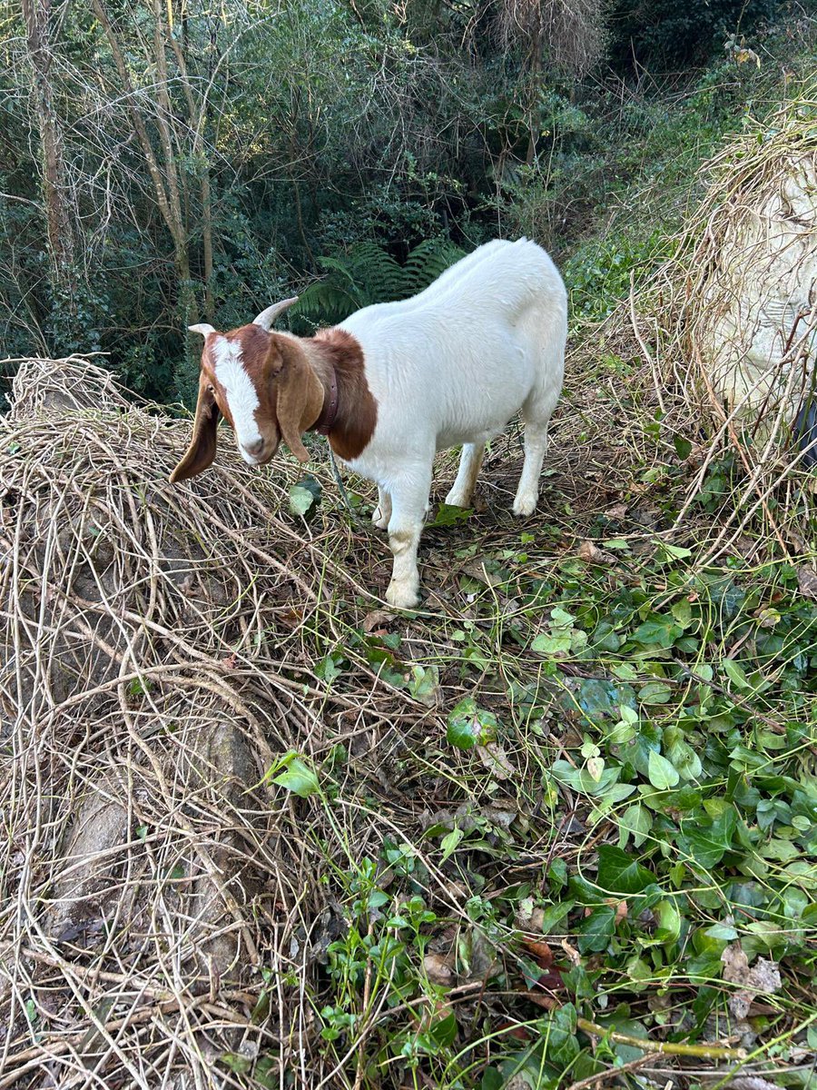 JimmyBarnes's tweet image. These goats have been here eating down the brambles. They had to go home while the storms smashed us last week, but they’re back. This one ‘Cody’ is very nice natured and eats everything in her path. I’ve never seen anything like it.
