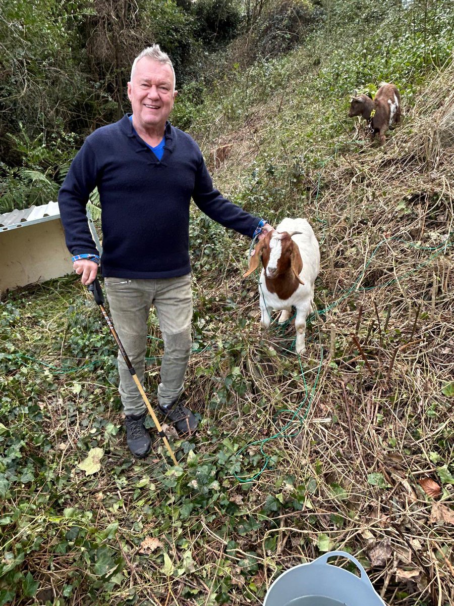 JimmyBarnes's tweet image. These goats have been here eating down the brambles. They had to go home while the storms smashed us last week, but they’re back. This one ‘Cody’ is very nice natured and eats everything in her path. I’ve never seen anything like it.