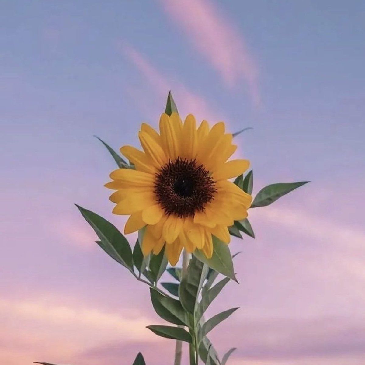 #صورة_ملف_شخصي_جديدة💛...