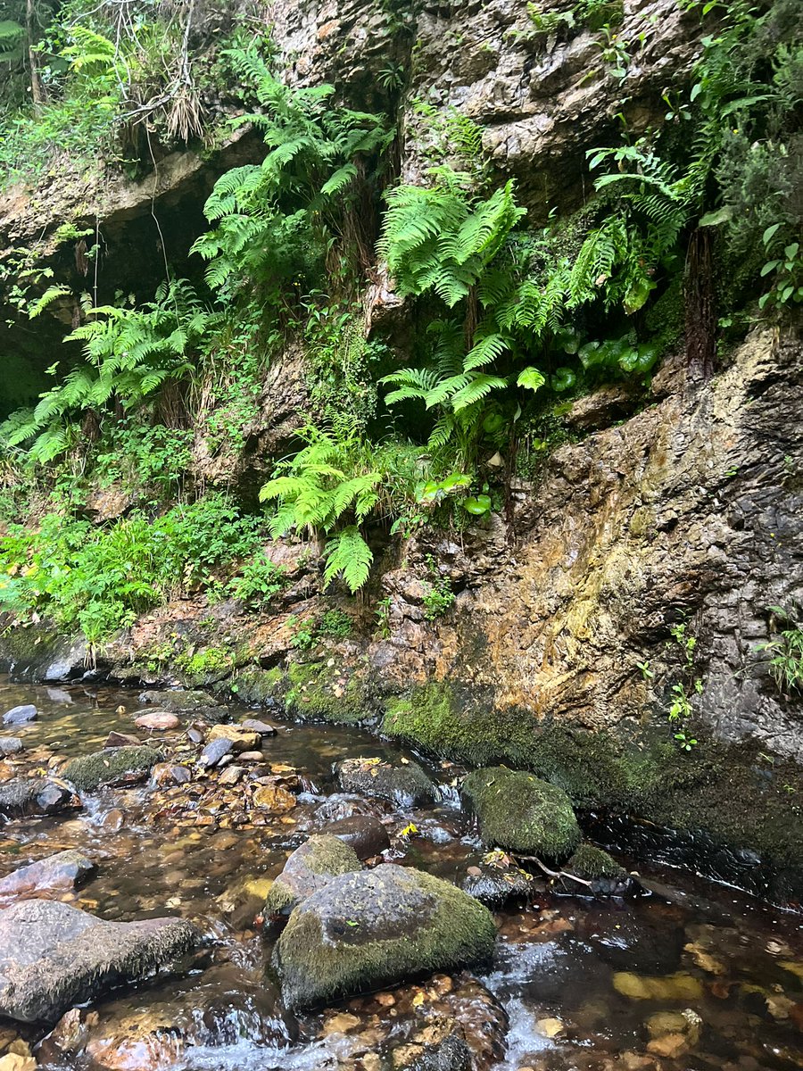 ancientblooming's tweet image. Told the creek my secrets and uncertainties and hopes for the future and the ferns as always listened