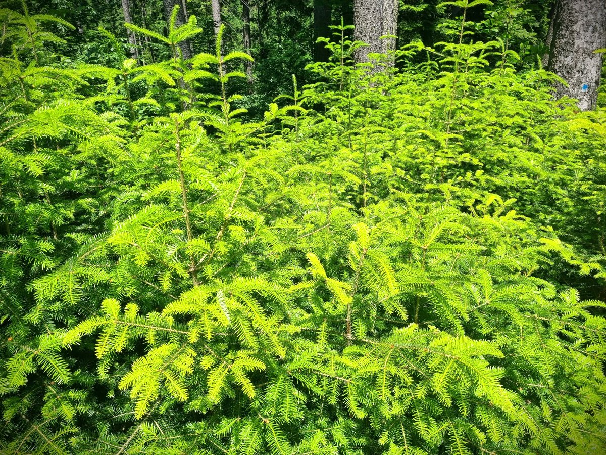 #păduri tinere, obținute prin lucrări de regenerare naturală, în diferite stadii de dezvoltare, la Ocolul Silvic Falcău, din cadrul #Romsilva

Young natural regenerated #forests at Falcău #forest District, in Suceava county, #Romania 

#forestry #pădure #silvicultură #nature