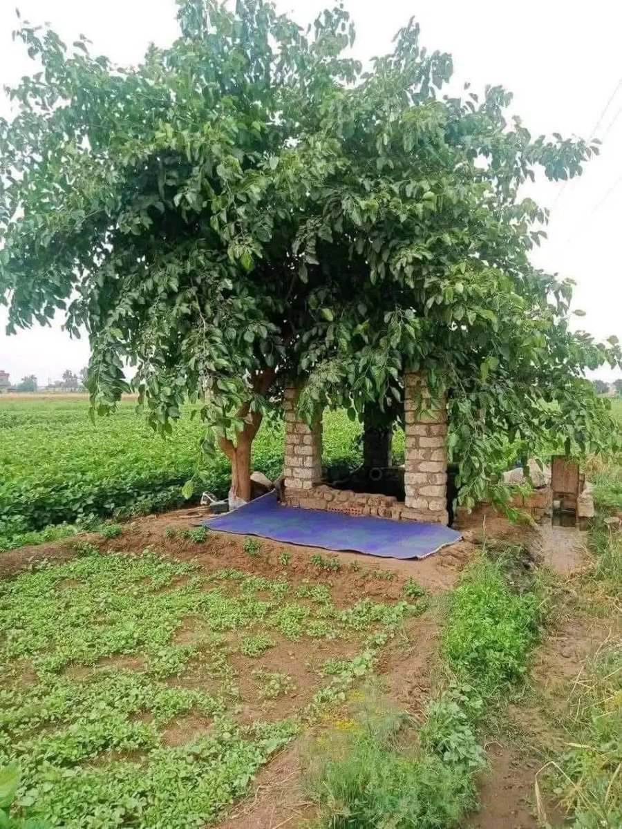 جلسة في ريف #مصر
هذا هو النعيم فعلا وقولا 
وصدق الله تعالى حين قال
ثم لتسئلن يومئذ عن النعيم