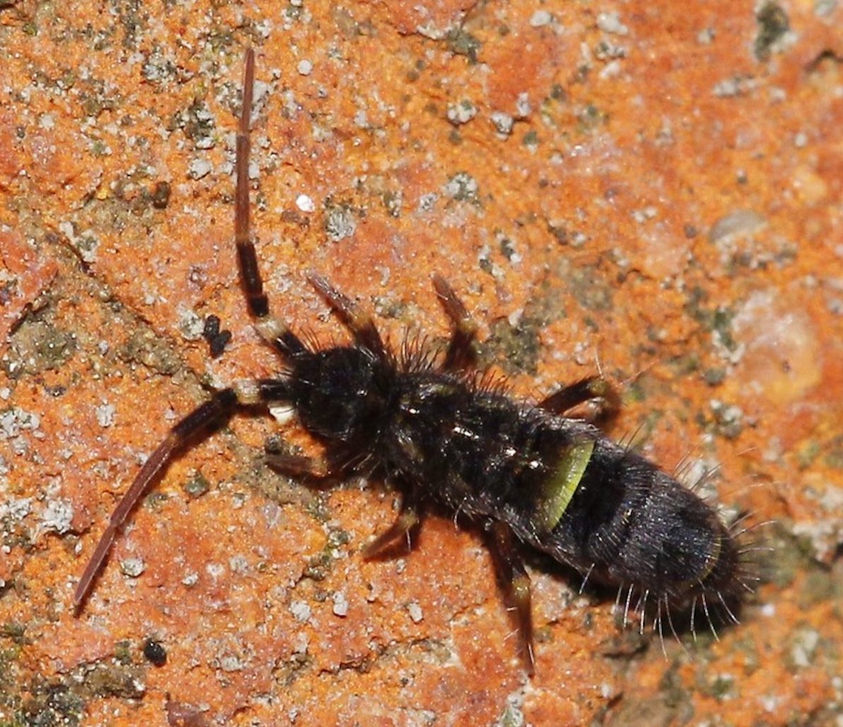 KeironDBrown's tweet image. What is this tiny creature?
Found in soil, glaciers, trees & more—common, yet mysterious...
Find out more in our free webinar with @jamesimcc on 15 July:
eventbrite.co.uk/e/1359900281349
#Nature #Entomology
@BritEntSoc @RoyEntSoc @amentsoc @Buzz_dont_tweet @FieldStudiesC @NBNTrust