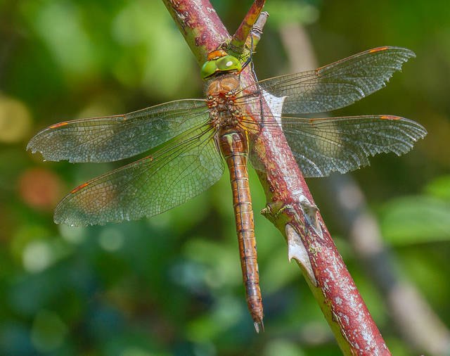 Amazing news that a new dragonfly species has been spotted on canals in Leicestershire.

The Norfolk Hawker is normally found in Norfolk &amp; Suffolk but, in part due to climate change, its range is expanding.

Read more about the discovery at naturespot.org/node/260428

📸 Ian Merrill