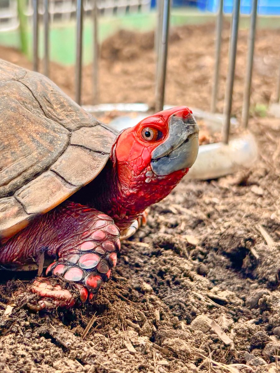 ひだ 極彩式亀 (@gokusai_siki_) / Posts / X