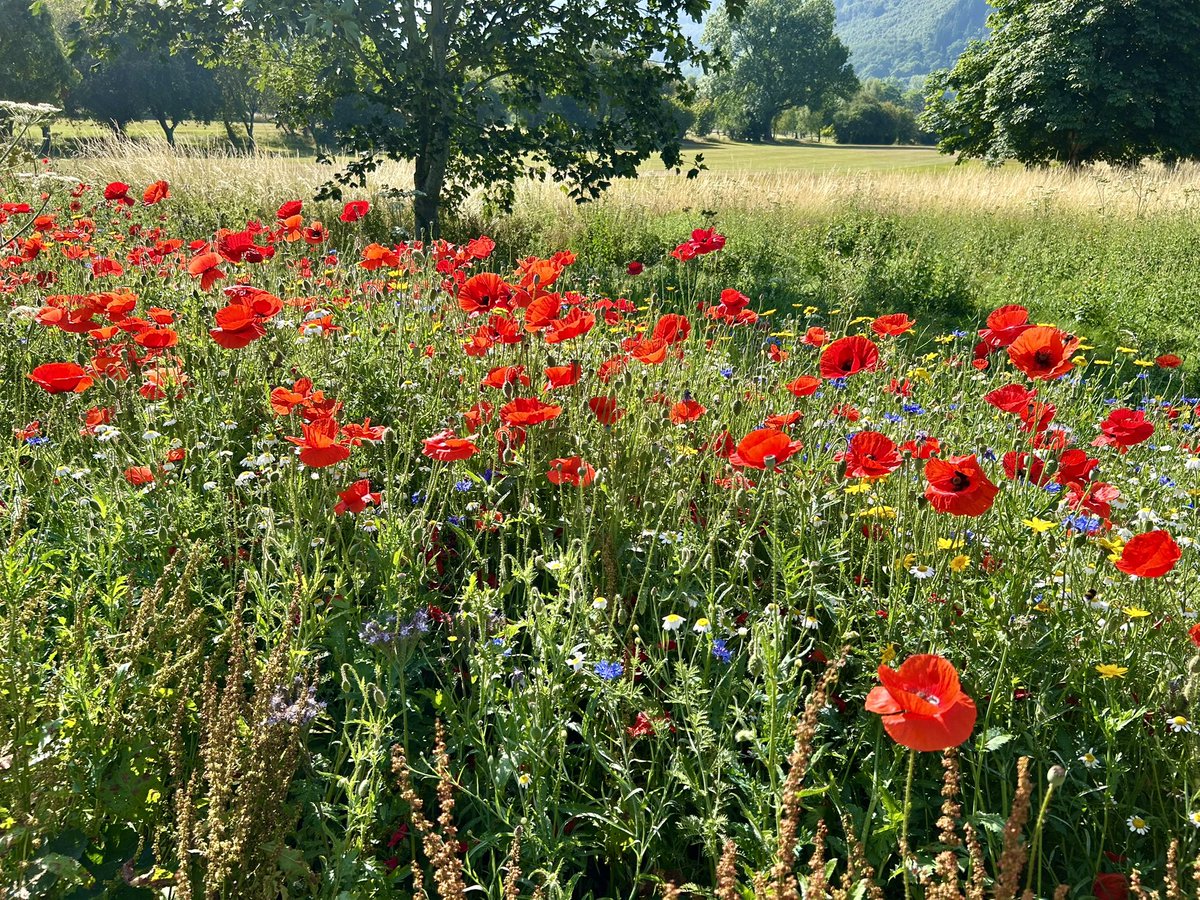 Paul Moreton (@moretongerminal) on Twitter photo Pockets of wildflower at <a href="/VLlangollenGC/">Vale Llangollen GC</a> at peak bloom. #wfg2
A cacophony of bees and insects loving it.
Great work by the team.
<a href="/VLGCgreens/">VLGC Greens</a>
<a href="/GerminalAmenity/">Germinal Amenity</a> Pockets of wildflower at <a href="/VLlangollenGC/">Vale Llangollen GC</a> at peak bloom. #wfg2
A cacophony of bees and insects loving it.
Great work by the team.
<a href="/VLGCgreens/">VLGC Greens</a>
<a href="/GerminalAmenity/">Germinal Amenity</a>
